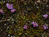 Utricularia inaequalis