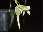 Utricularia jamesoniana