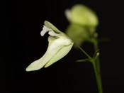 Utricularia jamesoniana 'Canon del Diablo'