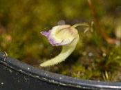 Utricularia jamesoniana