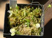 Utricularia jamesoniana