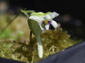 Utricularia jamesoniana