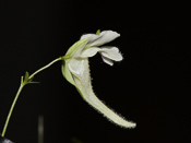 Utricularia jamesoniana