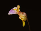 Utricularia aff.lasiocaulis