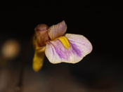 Utricularia aff.lasiocaulis