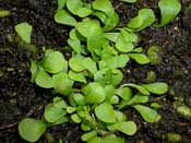 Utricularia livida