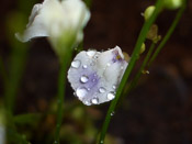 Utricularia livida 'Mexiko'