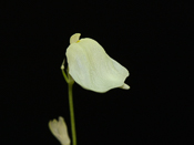 Utricularia livida 'lemon flower'