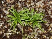 Utricularia longeciliata