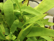 Utricularia longifolia var. forgetiana