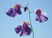 Utricularia longifolia var. forgetiana