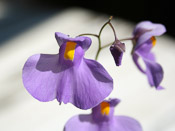 Utricularia longifolia var. forgetiana