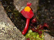 Utricularia menziesii