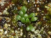 Utricularia menziesii