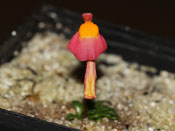 Utricularia menziesii