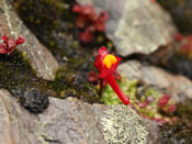 Utricularia menziesii