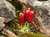 Utricularia menziesii