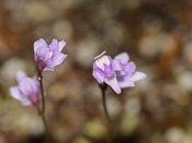 Utricularia minutissima