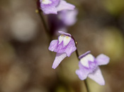 Utricularia minutissima