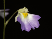 Utricularia moniliformis