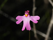 Utricularia multifida