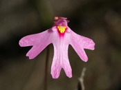 Utricularia multifida