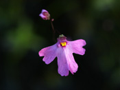 Utricularia multifida