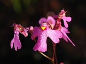 Utricularia multifida