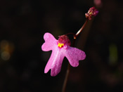 Utricularia multifida