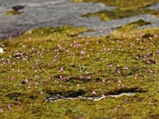 Utricularia multifida