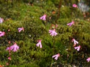 Utricularia multifida