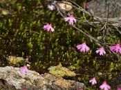 Utricularia multifida