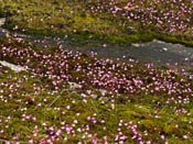 Utricularia multifida