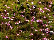 Utricularia multifida