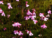 Utricularia multifida