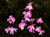 Utricularia multifida