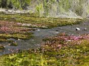 Utricularia multifida