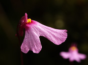 Utricularia multifida