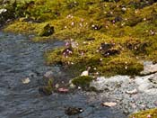 Utricularia multifida