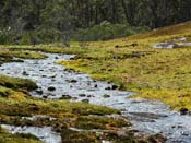 Utricularia multifida