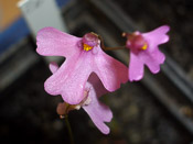 Utricularia multifida