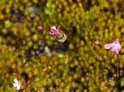 Utricularia multifida