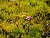 Utricularia multifida