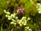 Utricularia multifida