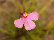 Utricularia multifida