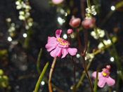 Utricularia multifida