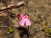 Utricularia multifida