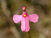 Utricularia multifida