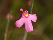 Utricularia multifida