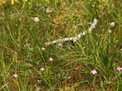 Utricularia multifida